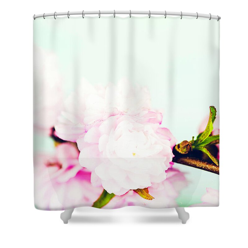 Sparse Shower Curtain featuring the photograph Spring Cherry Blossom With Copy Space #2 by Catlane