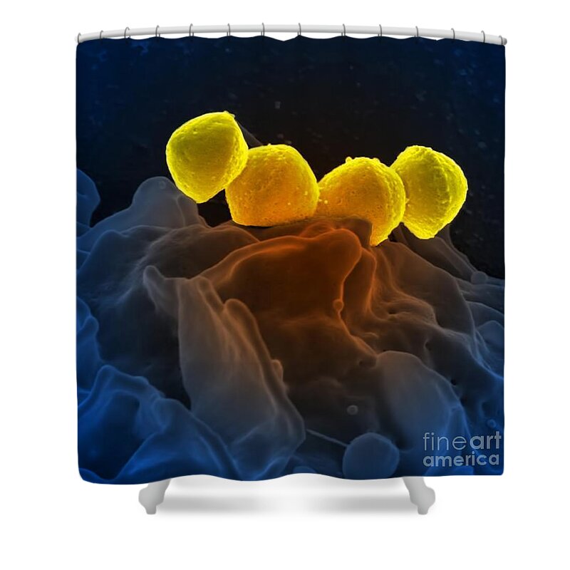 Microbiology Shower Curtain featuring the photograph Streptococcus Pyogenes Bacteria Sem by Science Source