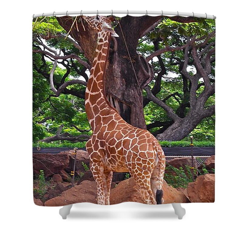 Giraffe Shower Curtain featuring the photograph Stretching It #2 by Michele Myers