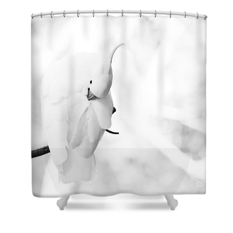 Sulphur Crested Cockatoo Shower Curtain featuring the photograph Sulphur crested cockatoo preening #1 by Sheila Smart Fine Art Photography