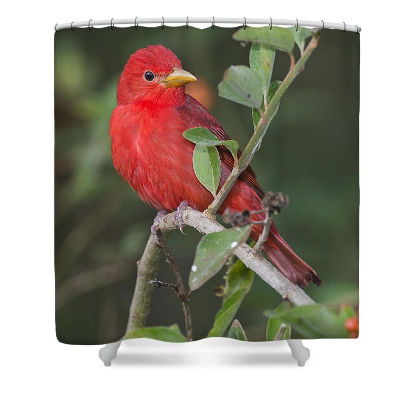 Summer Tanager Shower Curtain featuring the photograph Summer Tanager #2 by Anthony Mercieca