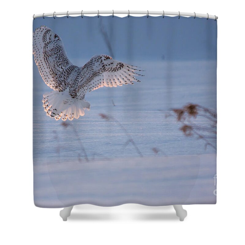 Snowy Owl Shower Curtain featuring the photograph Sunlit Wings #2 by Cheryl Baxter
