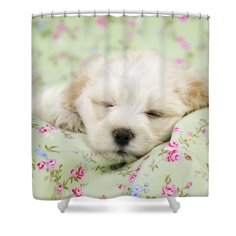 Dog Shower Curtain featuring the photograph Teddy Bear Puppy Dog #2 by John Daniels