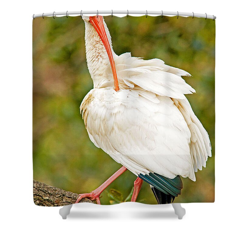 Nature Shower Curtain featuring the photograph White Ibis #2 by Millard H. Sharp