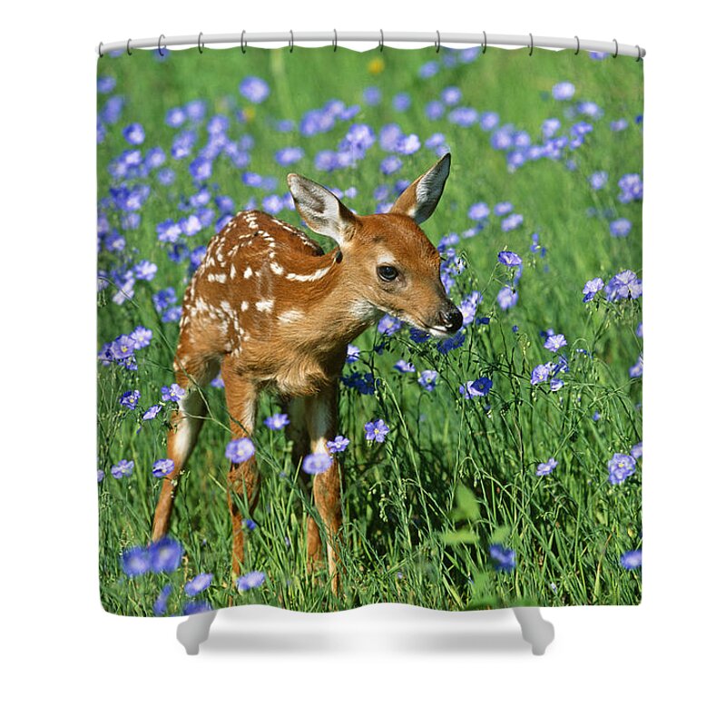 White-tailed Deer Shower Curtain featuring the photograph White-tailed Deer Fawn #2 by M. Watson