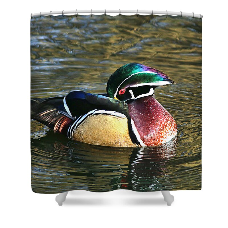Duck Shower Curtain featuring the photograph Wood Duck Beauty #1 by Abram House
