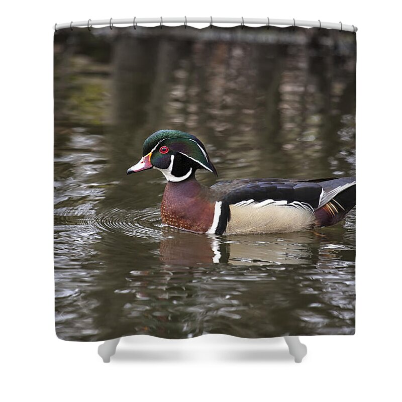 Duck Shower Curtain featuring the photograph Wood Duck #3 by Eunice Gibb