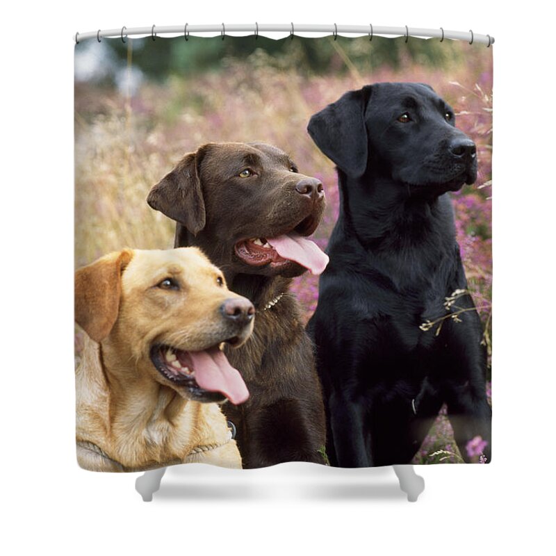 Dog Shower Curtain featuring the photograph Yellow, Chocolate And Black Labradors #2 by John Daniels