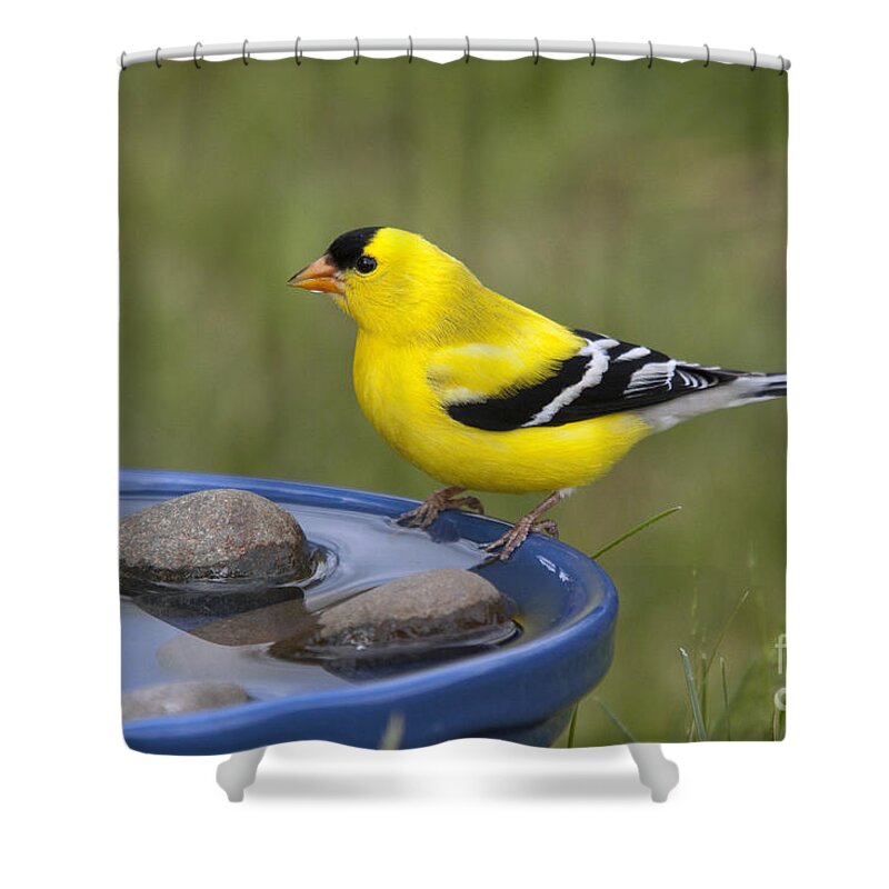 American Goldfinch Shower Curtain featuring the photograph American Goldfinch #20 by Linda Freshwaters Arndt