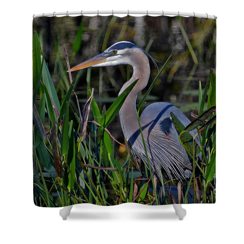 Great Blue Heron Shower Curtain featuring the photograph 20- Great Blue Heron by Joseph Keane