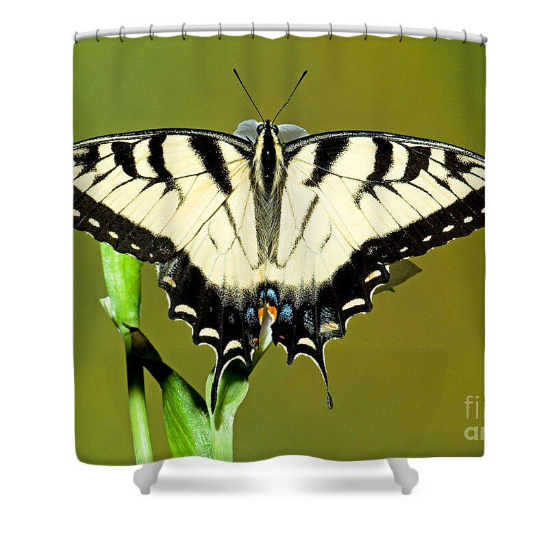 Eastern Tiger Swallowtail Butterfly Shower Curtain featuring the photograph Eastern Tiger Swallowtail Butterfly #22 by Millard H. Sharp