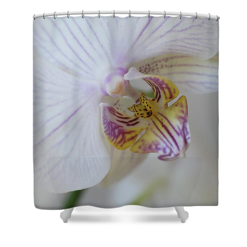 Purple Shower Curtain featuring the photograph Organic #24 by Michael Banks