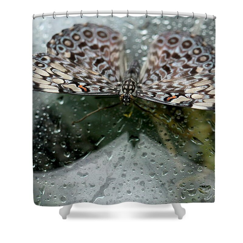 Butterfly Shower Curtain featuring the photograph Butterfly #25 by Heike Hultsch