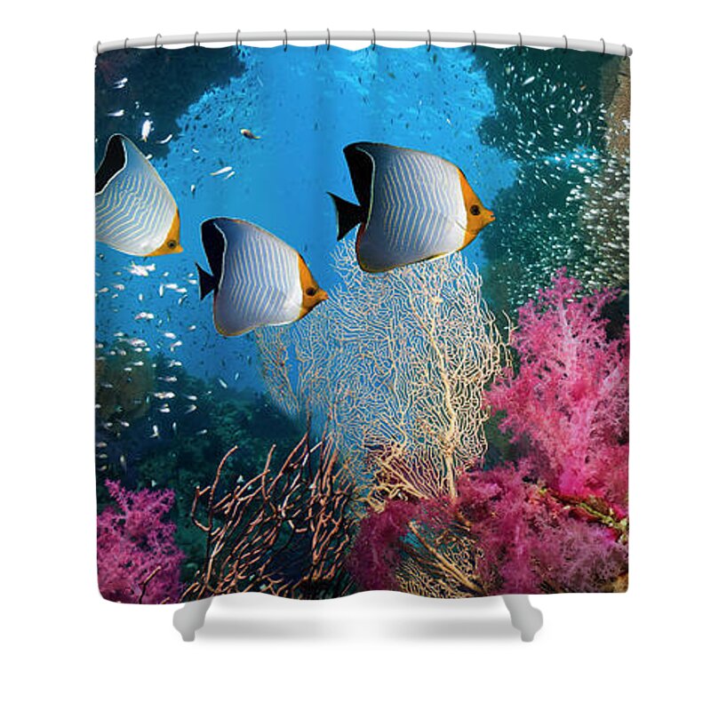 Tranquility Shower Curtain featuring the photograph Coral Reef Scenery #25 by Georgette Douwma