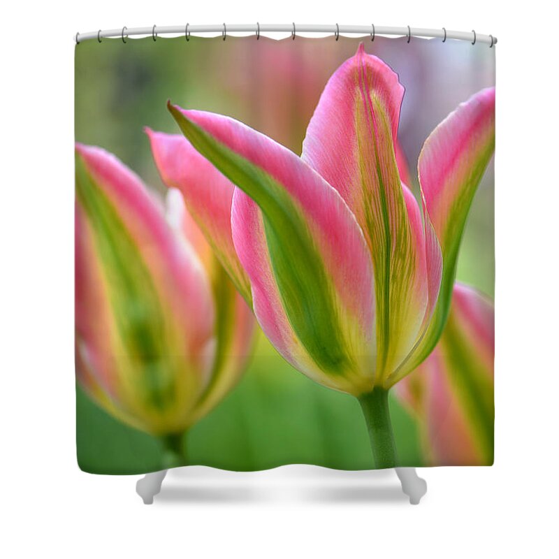 Floral Shower Curtain featuring the photograph 2.5 Tulip #25 by JoAnn Lense