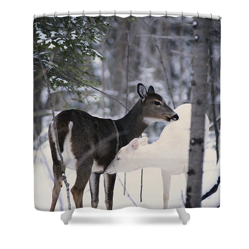Nature Shower Curtain featuring the photograph Albino And Normal White-tailed Deer by Thomas & Pat Leeson