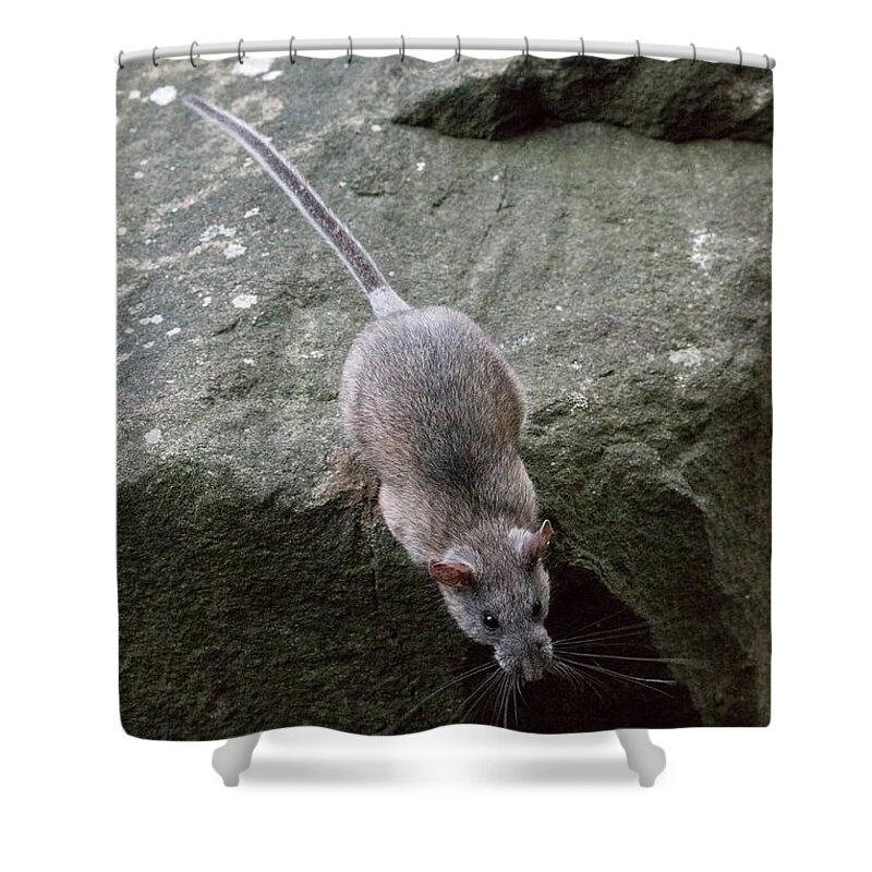 Allegheny Woodrat Shower Curtain featuring the photograph Allegheny Woodrat Neotoma Magister by David Kenny