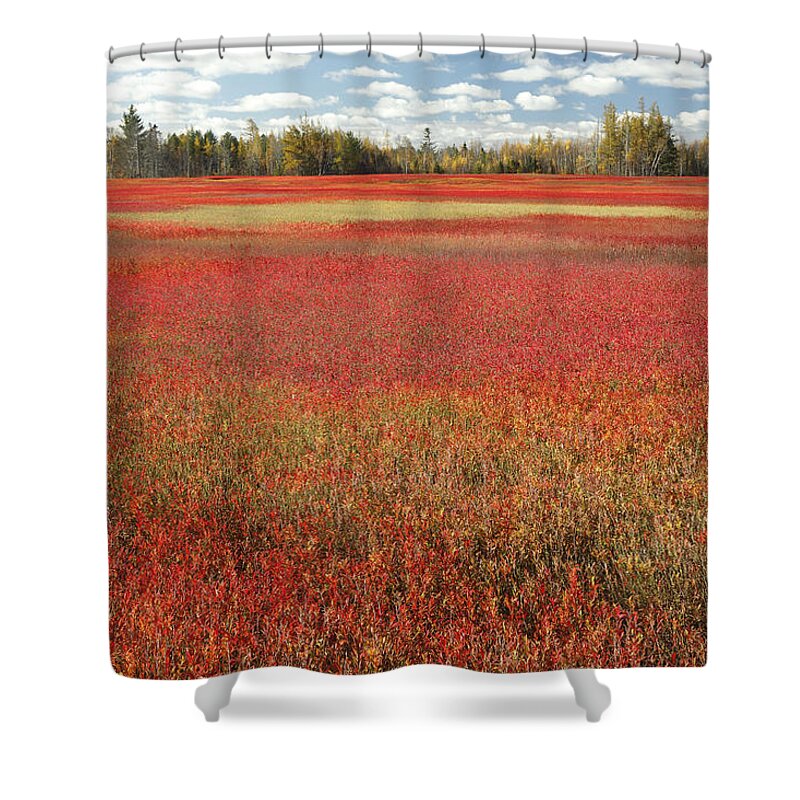 Feb0514 Shower Curtain featuring the photograph Autumn Blueberry Field Maine #3 by Scott Leslie