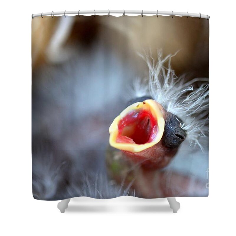 Baby Shower Curtain featuring the photograph Baby Bird #3 by Henrik Lehnerer