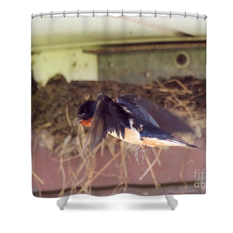 Mccombie Shower Curtain featuring the photograph Barn Swallows Constructing Their Nest #4 by J McCombie