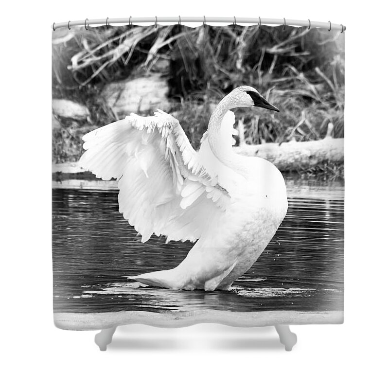 Trumpeter Swan Shower Curtain featuring the photograph Beauty #3 by Cheryl Baxter