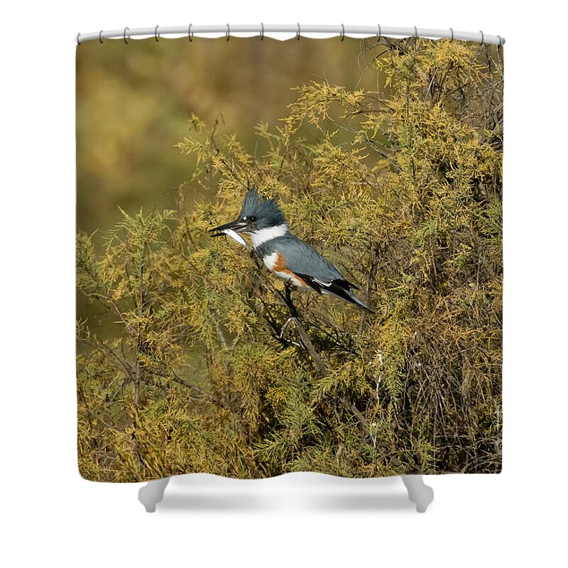 Vertical Shower Curtain featuring the photograph Belted Kingfisher With Fish #3 by Anthony Mercieca