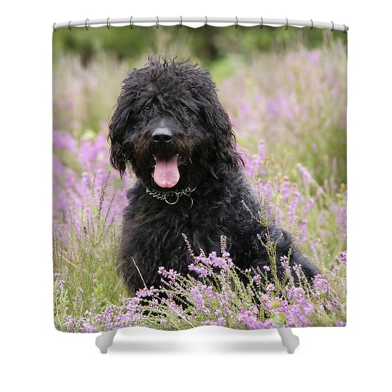 Labradoodle Shower Curtain featuring the photograph Black Labradoodle by John Daniels
