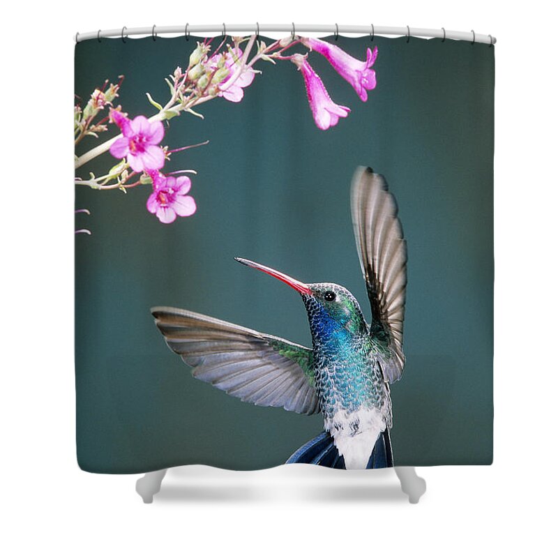 Animal Shower Curtain featuring the photograph Broad-billed Hummingbird #3 by Gerald C. Kelley