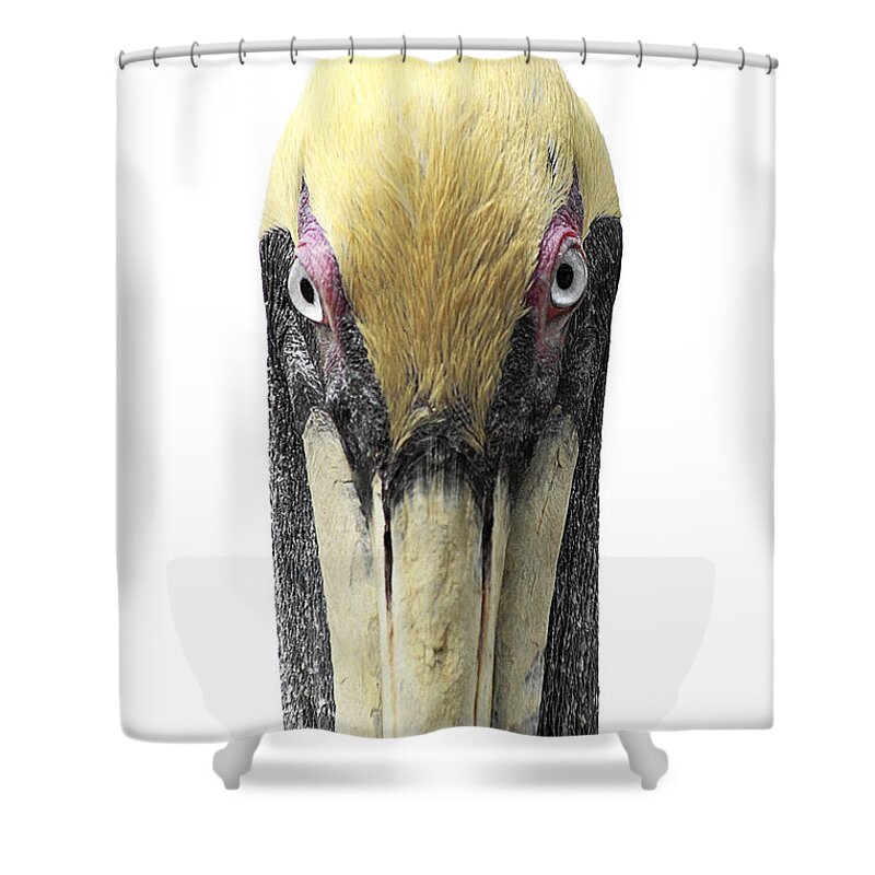 Pelican Shower Curtain featuring the photograph Brown Pelican-2 by Rudy Umans