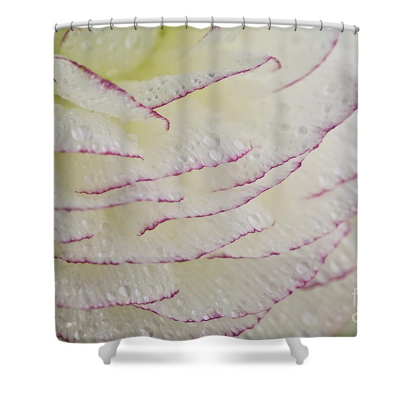 Buttercup Shower Curtain featuring the photograph Buttercup flower with Dew by Nailia Schwarz