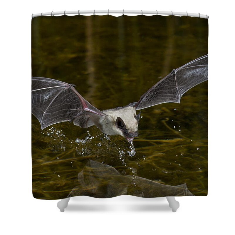 American Wildlife Shower Curtain featuring the photograph Canyon Bat #3 by Anthony Mercieca