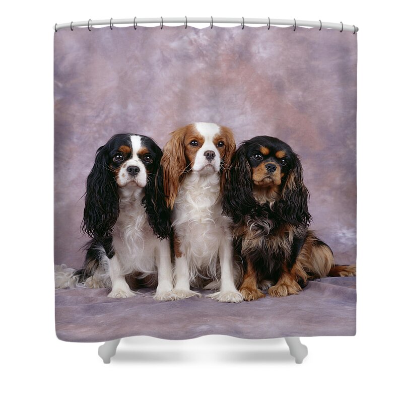 Dog Shower Curtain featuring the photograph Cavalier King Charles Spaniels by John Daniels