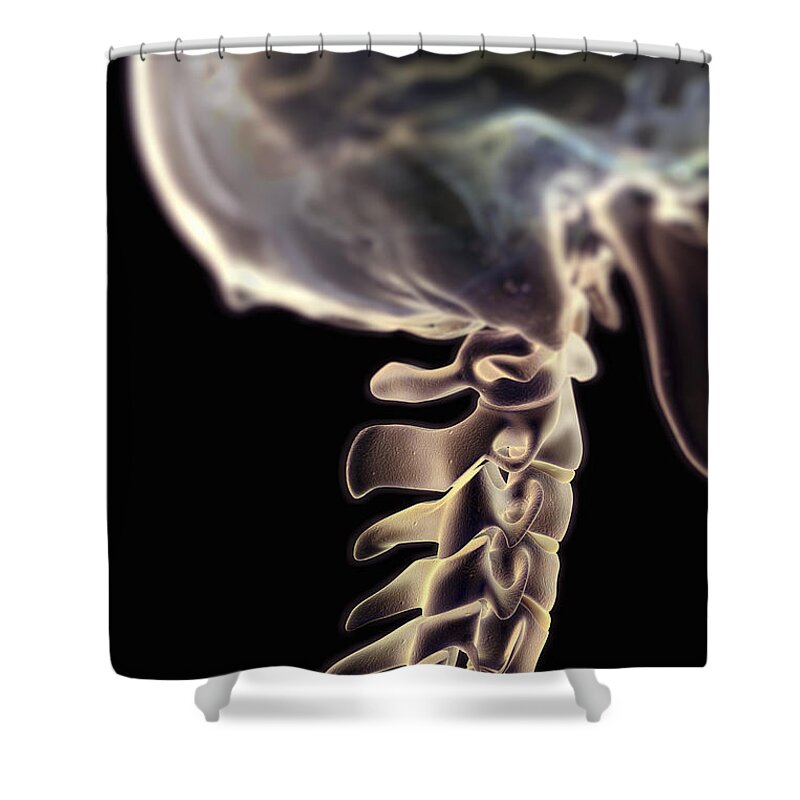 Human Body Shower Curtain featuring the photograph Cervical Vertebrae #4 by Science Picture Co