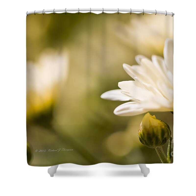 Chrysanthemum Shower Curtain featuring the photograph Chrysanthemum Flowers #4 by Richard J Thompson 