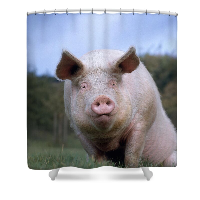 Pig Shower Curtain featuring the photograph Domestic Pig #3 by Hans Reinhard