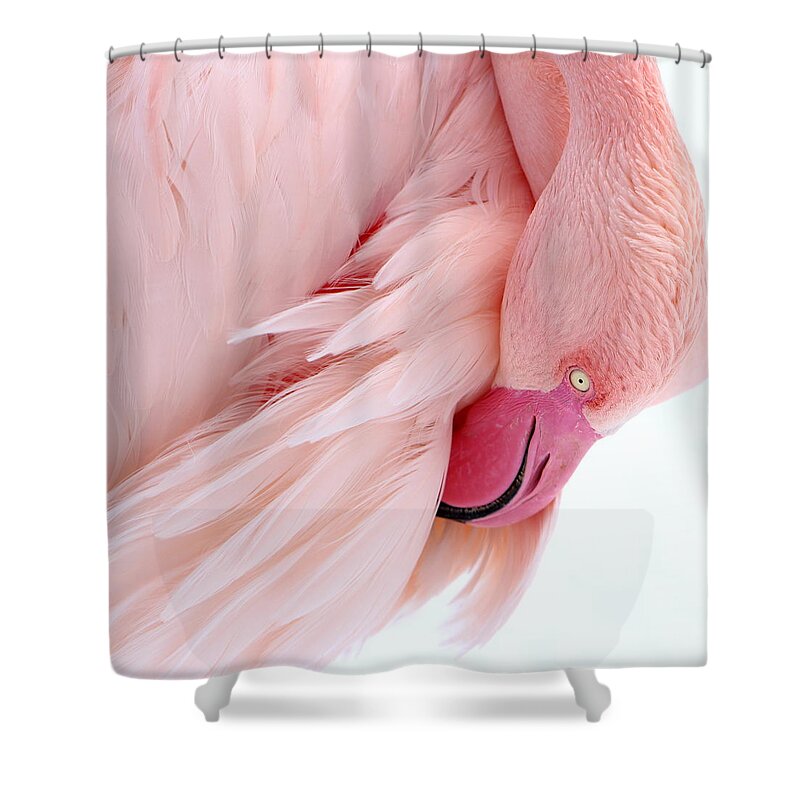 Flamingo Shower Curtain featuring the photograph Flamingo #3 by Heike Hultsch