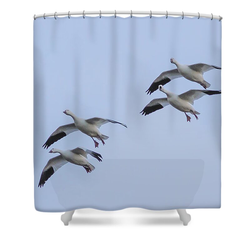 Bosque Del Apache Shower Curtain featuring the photograph Flying Snow Geese #3 by Jean Noren