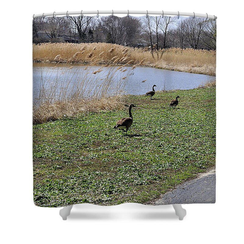 Geese Shower Curtain featuring the photograph 3 Geese by Verana Stark