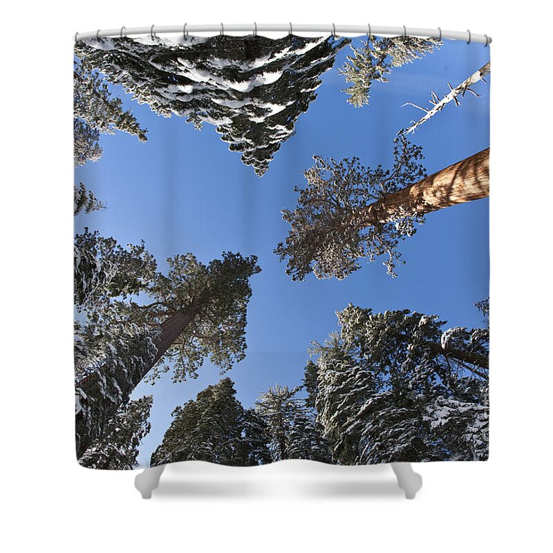 Giant Sequoia Shower Curtain featuring the photograph Giant Sequoias #3 by Gregory G. Dimijian, M.D.