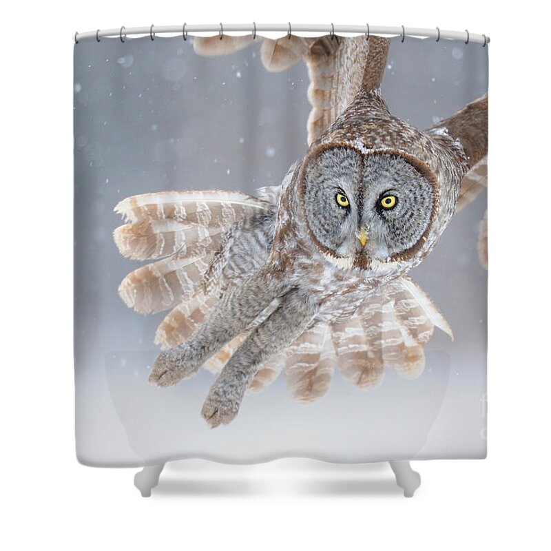 Animal Shower Curtain featuring the photograph Great Grey Owl #2 by Scott Linstead