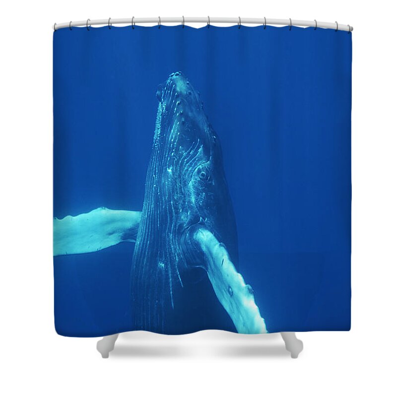 Feb0514 Shower Curtain featuring the photograph Humpback Whale Curious Calf Maui Hawaii #3 by Flip Nicklin