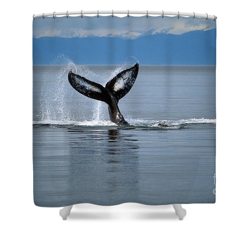 Animal Shower Curtain featuring the photograph Humpback Whale Fluke #3 by Ron Sanford