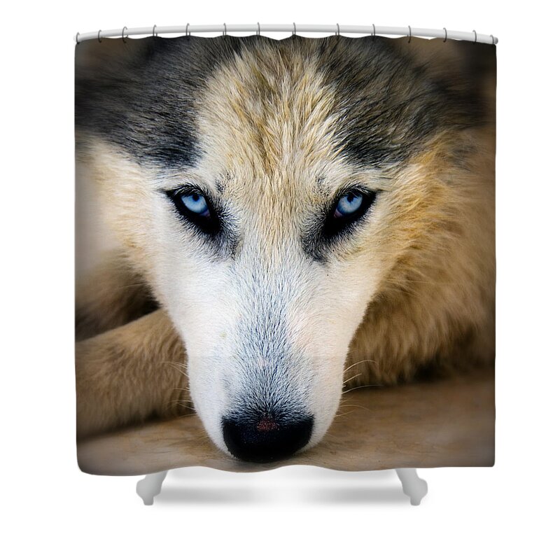 Adorable Shower Curtain featuring the photograph Husky #3 by Stelios Kleanthous