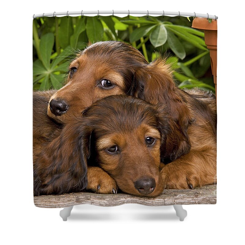 Dachshund Shower Curtain featuring the photograph Long-haired Dachshunds by Jean-Michel Labat