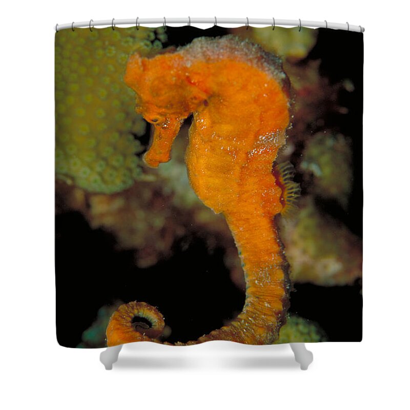 Animal Shower Curtain featuring the photograph Longsnout Seahorse #3 by Charles Angelo