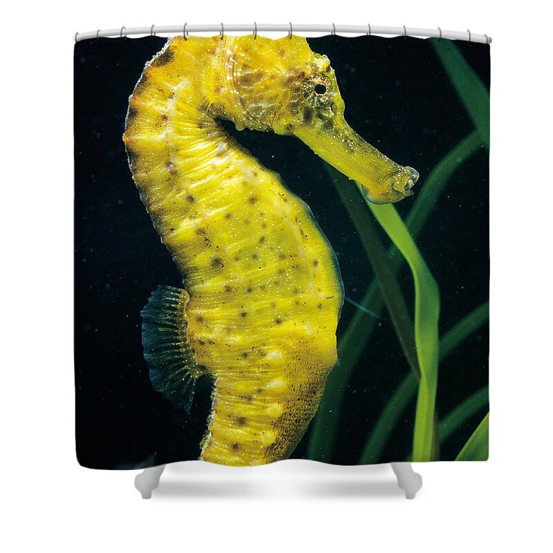 Longsnout Seahorse Shower Curtain featuring the photograph Longsnout Seahorse #3 by Gregory G. Dimijian