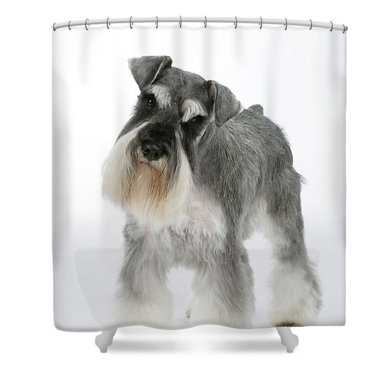 Dog Shower Curtain featuring the photograph Miniature Schnauzer #3 by John Daniels