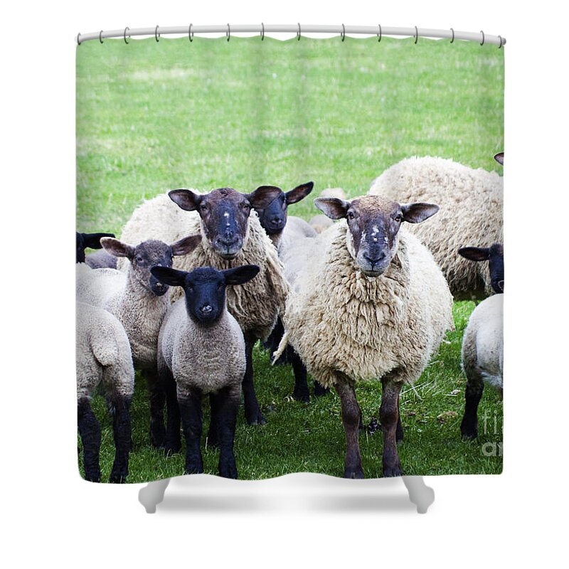 Scottish Shower Curtain featuring the photograph Odd One Out #2 by Diane Macdonald