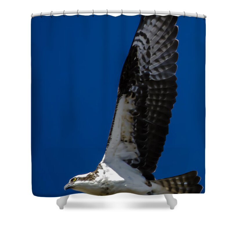 Osprey In Flight Shower Curtain featuring the photograph Osprey in Flight #3 by Dale Powell