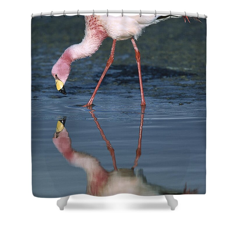 Feb0514 Shower Curtain featuring the photograph Puna Flamingo Feeding In Laguna #3 by Tui De Roy
